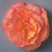 Fortune Peach Shades Begonia