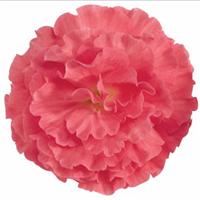 Fortune Pink Begonia