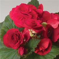 Fortune Scarlet Begonia