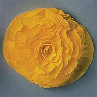 Fortune Yellow Begonia