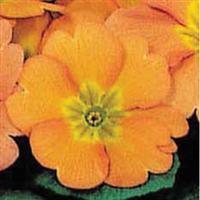 Pageant Apricot Primula Acaulis
