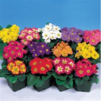 Pageant Mix Primula Acaulis