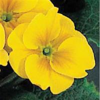 Pageant Yellow Primula Acaulis