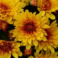 Hot Spot Bronze Garden Mum