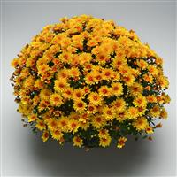 Hot Spot Bronze Garden Mum