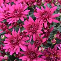 Poppin Purple Garden Mum