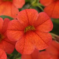 Isabells Orange Calibrachoa