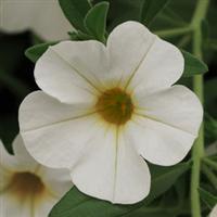 Isabells White Calibrachoa