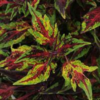 Marquee™ Red Carpet Coleus