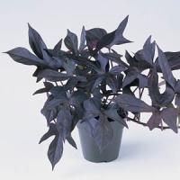 Blackie Ipomoea