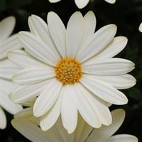 White Lightning Osteospermum