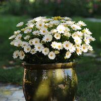 White Lightning Osteospermum