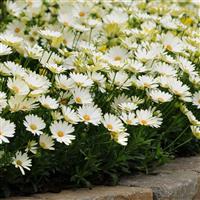 White Lightning Osteospermum