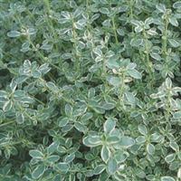 Thyme Hi-Ho Silver