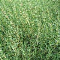 Thyme Orange Scented