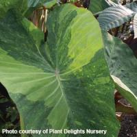 Limeade Colocasia