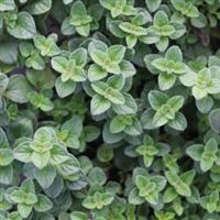 Oregano Hot & Spicy
