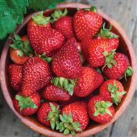 Seascape Strawberry