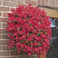 Bon Bon™ Cherry Begonia