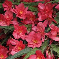 Bon Bon™ Cherry Begonia