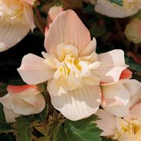 Bon Bon™ Cream Begonia