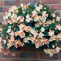 Bon Bon™ Cream Begonia