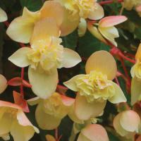 Bon Bon™ Sherbet Begonia