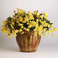 Bon Bon™ Sherbet Begonia