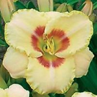 Hemerocallis Daylily 500™ Custard Candy