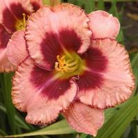 Hemerocallis Daylily 500™ Daring Deception