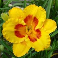 Hemerocallis Daylily 500™ Fooled Me