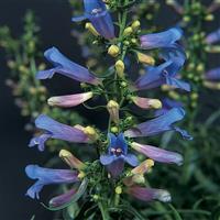 Penstemon Electric Blue