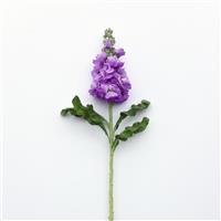 Figaro Lavender Matthiola