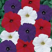Old Glory Petunia