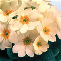 Heritage Crème Primula