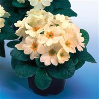 Heritage Crème Primula