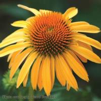 Echinacea Big Sky Harvest Moon