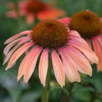 Echinacea Big Sky Summer Sky
