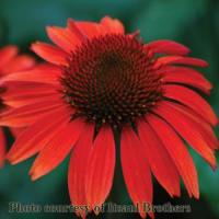 Echinacea Big Sky Sundown
