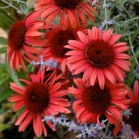 Echinacea Big Sky Twilight