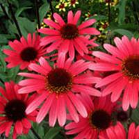 Echinacea Solar Flare