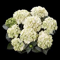 Hydrangea macrophylla Caipirinha