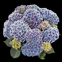 Hydrangea macrophylla Hor Tivoli Blue