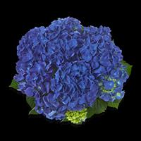 Jip Hydrangea macrophylla