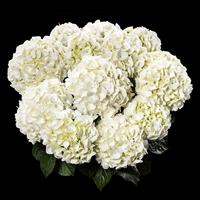 Twenty One Hydrangea macrophylla