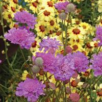 Scabiosa Vivid Violet