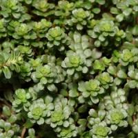 Sedum makinoi Salsa Verde