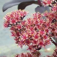 Sedum Postman's Pride
