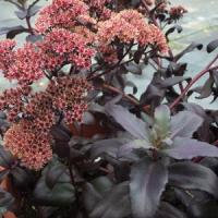 Sedum Postman's Pride