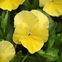 Viola Harvest Moon